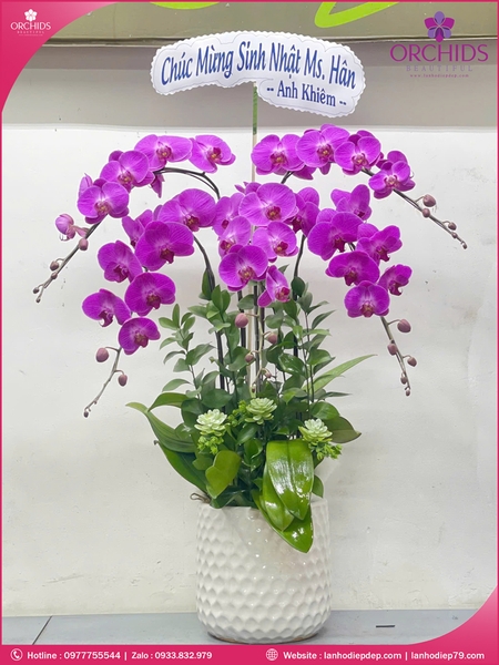 Chau-hoa-lan-ho-diep-tim-5-canh-t178