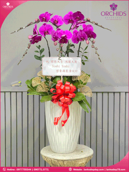 chau-hoa-lan-ho-diep-tim-5-canh-t92