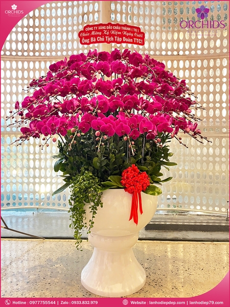 Chau-hoa-lan-ho-diep-tim-50-canh-t207