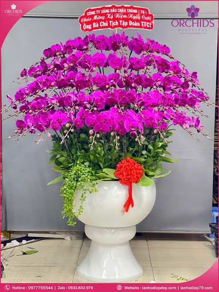 Chau-hoa-lan-ho-diep-tim-50-canh-t208