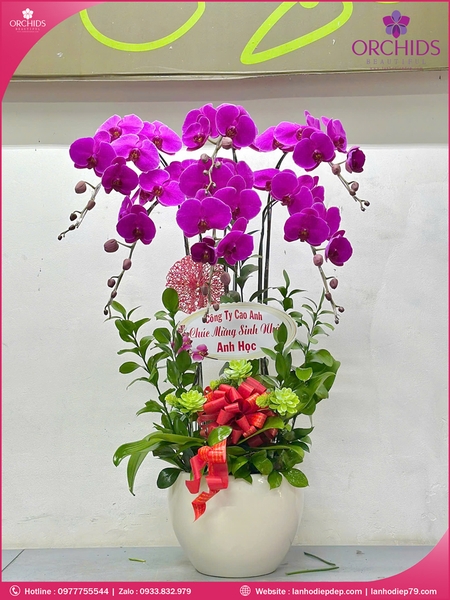 Chau-hoa-lan-ho-diep-tim-6-canh-t180