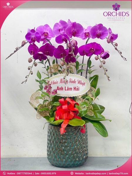 Chau-hoa-lan-ho-điep-tim-6-canh-t210