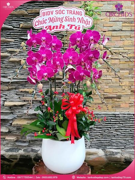 Chau-hoa-lan-ho-điep-tim-7-canh-t211