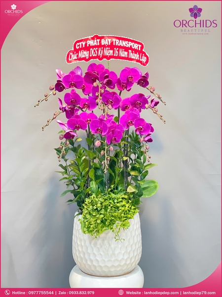 Chau-hoa-lan-ho-diep-tim-9-canh-t185