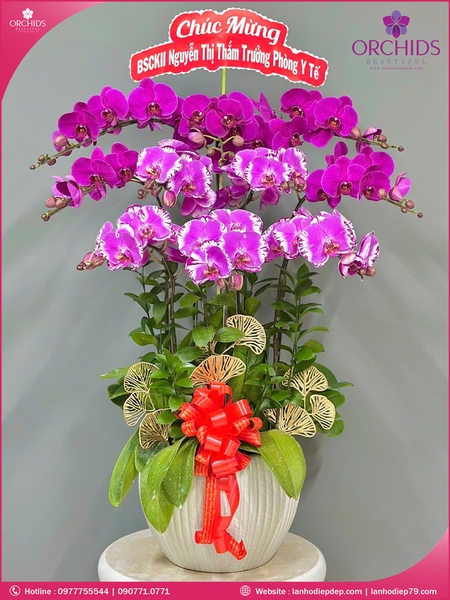 Chau-hoa-lan-ho-diep-tim-hong-10-canh-thb67