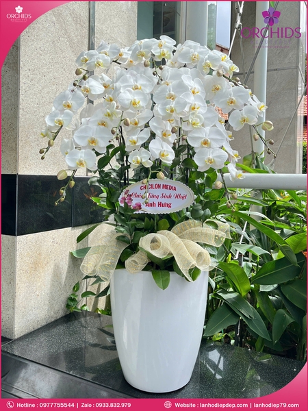 Chau-hoa-lan-ho-diep-trang-10-canh-tr368