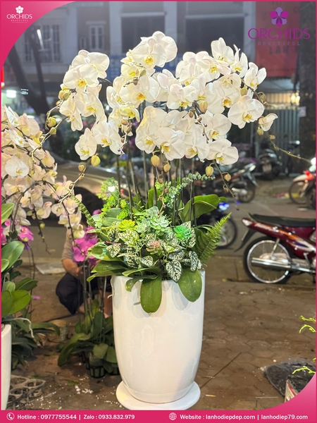 Chau-hoa-lan-ho-điep-trang-10-canh-tr390