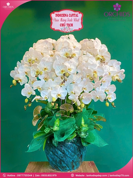 Chau-hoa-lan-ho-diep-trang-12-canh-tr371