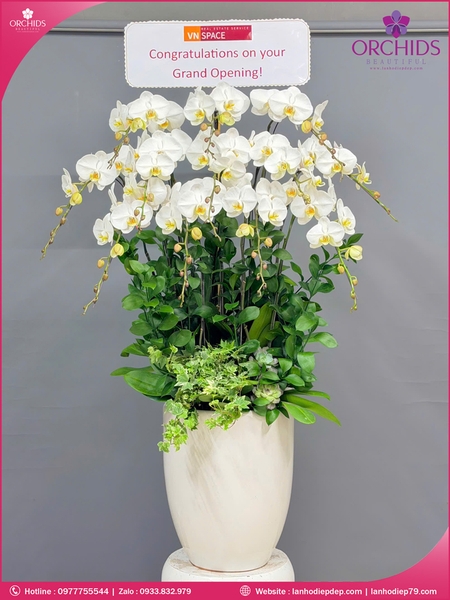 Chau-hoa-lan-ho-điep-trang-12-canh-tr392