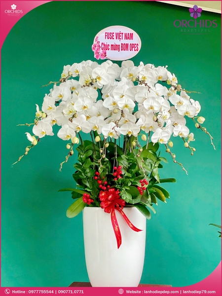 Chau-hoa-lan-ho-diep-trang-15-canh-tr310