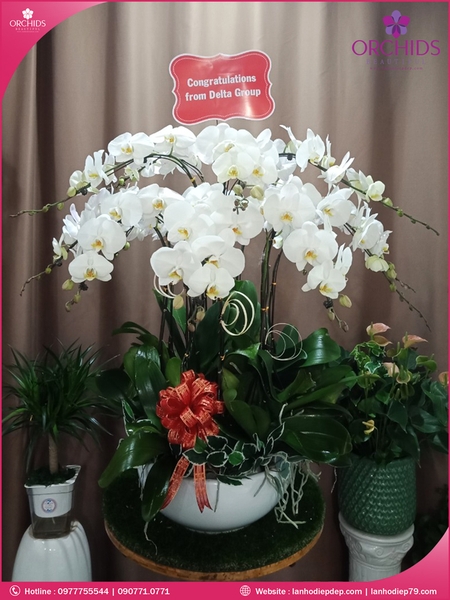chau-hoa-lan-ho-diep-trang-15-canh-tr60