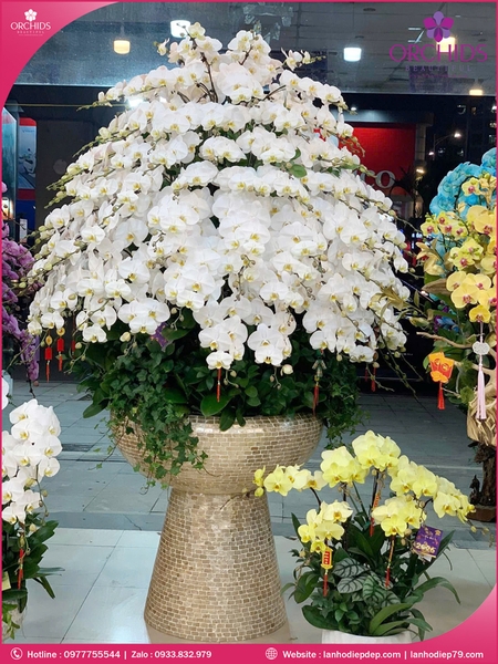 Chau-hoa-lan-ho-điep-trang-150-canh-tr395