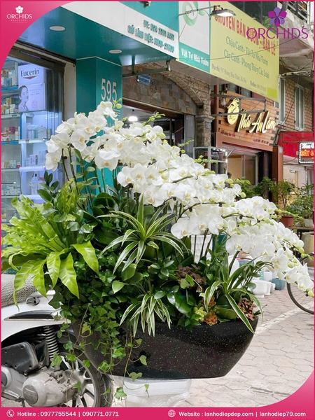 Chau-hoa-lan-ho-diep-trang-20-canh-tr300