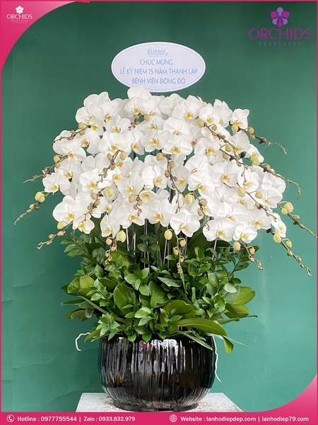 Chau-hoa-lan-ho-điep-trang-20-canh-tr386