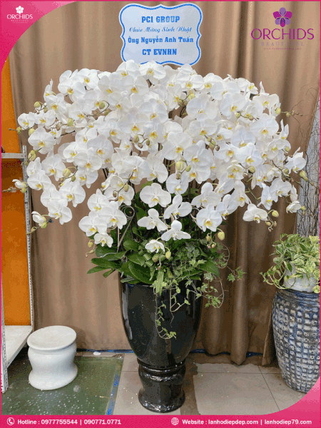 chau-hoa-lan-ho-diep-trang-30-canh-tr200