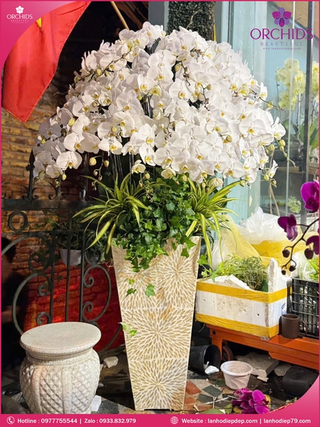 Chau-hoa-lan-ho-diep-trang-30-canh-tr343