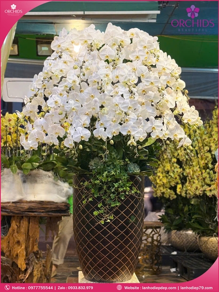 Chau-hoa-lan-ho-diep-trang-30-canh-tr379