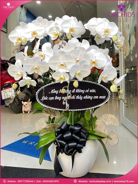 Chau-hoa-lan-ho-diep-trang-6-canh-tr360