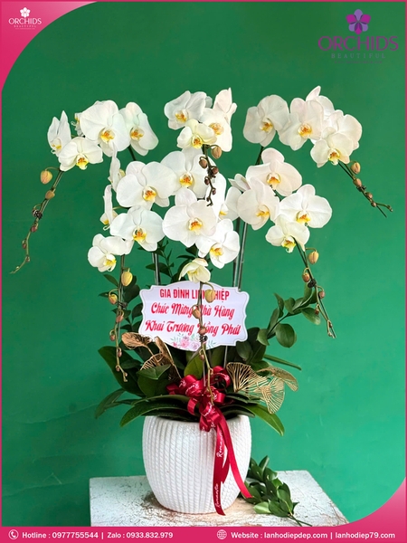 Chau-hoa-lan-ho-diep-trang-6-canh-tr361