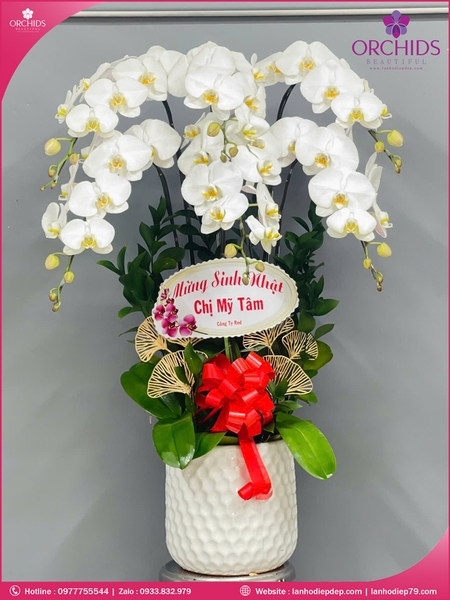 Chau-hoa-lan-ho-diep-trang-6-canh-tr362