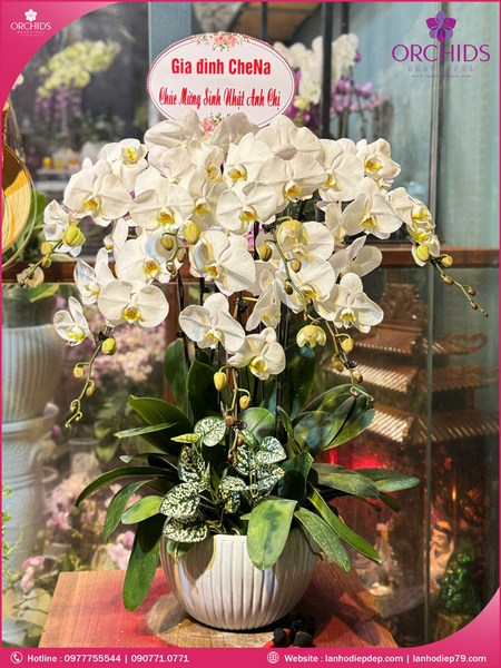 Chau-hoa-lan-ho-diep-trang-7-canh-tr291