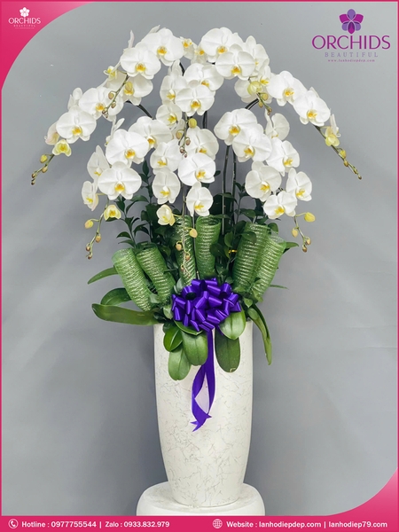 Chau-hoa-lan-ho-diep-trang-8-canh-tr363