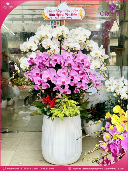 Chau-hoa-lan-ho-điep-trang-hong-18-canh-th69