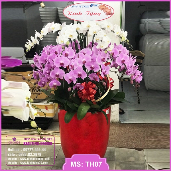 Chậu hoa lan hồ điệp 30 cành màu trắng hồng là món quà ý nghĩa dành tặng người thân, bạn bè và đối tác, thể hiện sự sang trọng và đẳng cấp