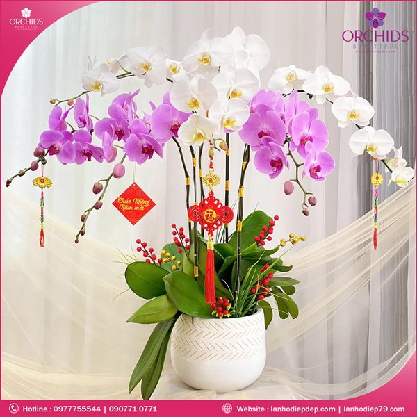 chau-hoa-lan-ho-diep-trang-hong-6-canh-th17