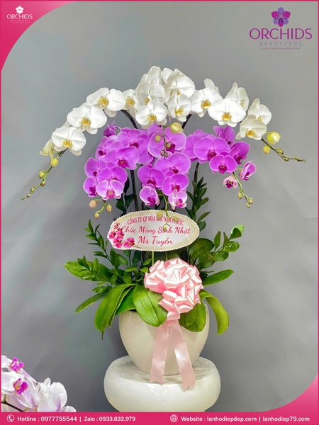 chau-hoa-lan-ho-diep-trang-hong-6-canh-th63