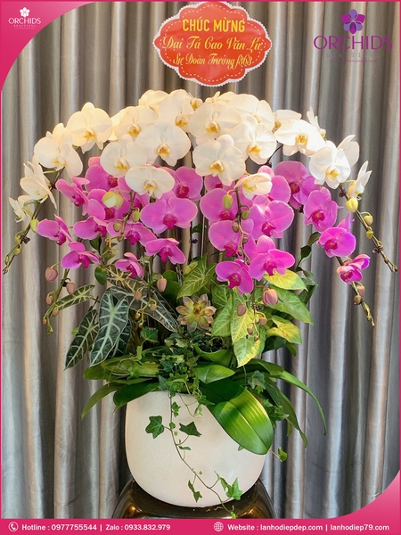 chau-hoa-lan-ho-diep-trang-hong-8-canh-th65