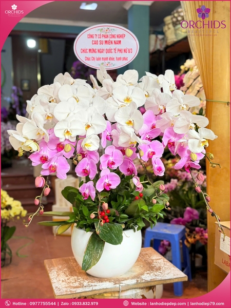 Chau-hoa-lan-ho-điep-trang-hong-8-canh-th68