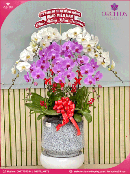 chau-hoa-lan-ho-diep-trang-hong-9-canh-th61