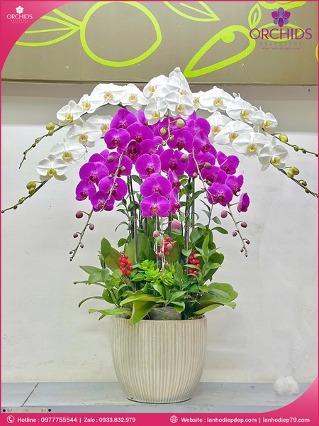 chau-hoa-lan-ho-diep-trang-tim-10-canh-tt154