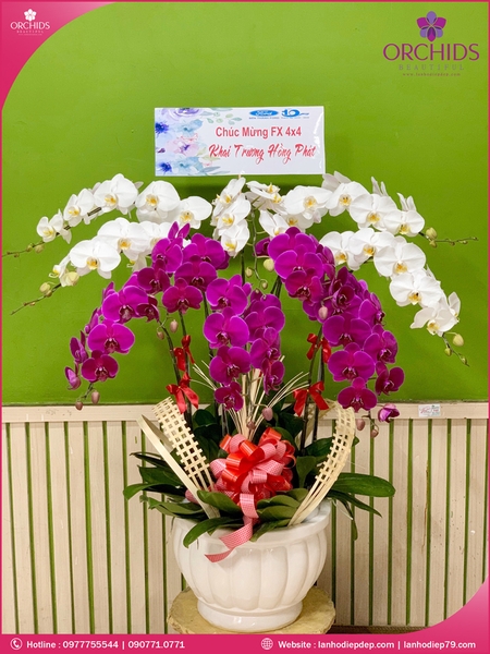 chau-hoa-lan-ho-diep-trang-tim-10-canh-tt35