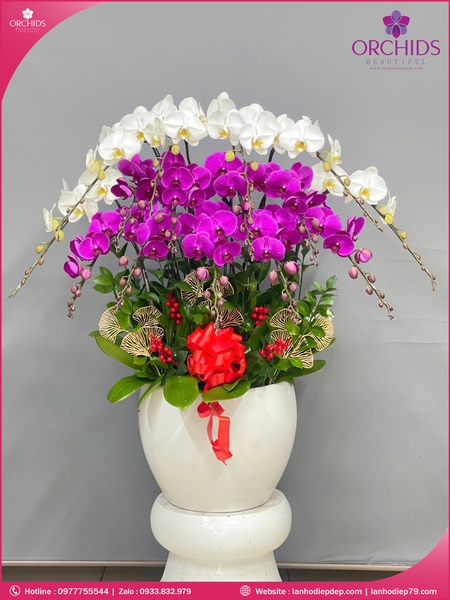 Chau-hoa-lan-ho-điep-trang-tim-15-canh-tt158