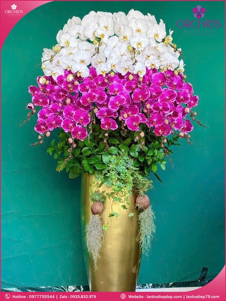 chau-hoa-lan-ho-diep-trang-tim-22-canh-tt156