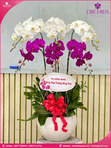 chau-hoa-lan-ho-diep-trang-tim-6-canh-tt125