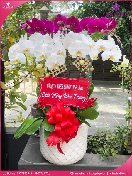 chau-hoa-lan-ho-diep-trang-tim-6-canh-tt15
