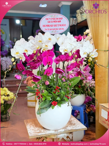 Chau-hoa-lan-ho-điep-trang-tim-8-canh-tt157