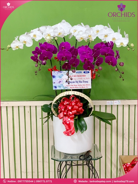 chau-hoa-lan-ho-diep-trang-tim-8-canh-tt24