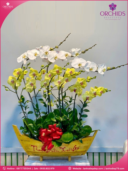 chau-hoa-lan-ho-diep-trang-vang-10-canh-tv47