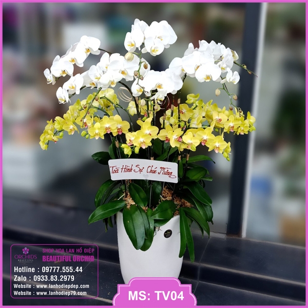 Chậu hoa lan hồ điệp trắng vàng 18 cành