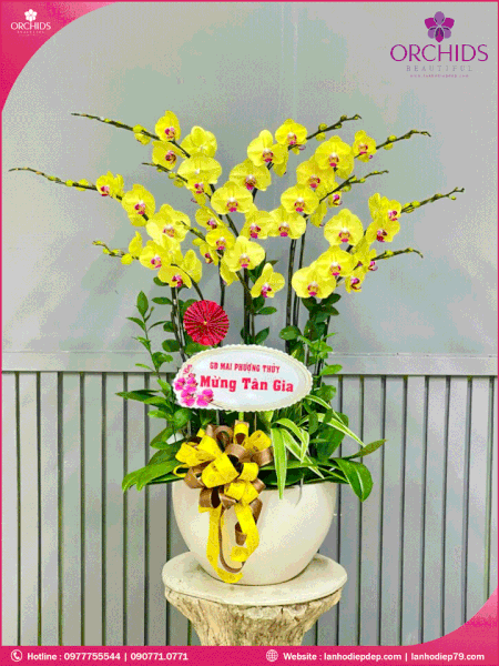chau-hoa-lan-ho-diep-vang-10-canh-v260