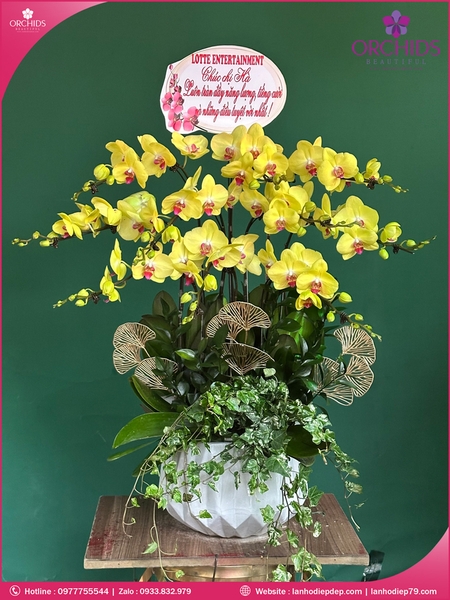 chau-hoa-lan-ho-diep-vang-10-canh-v501