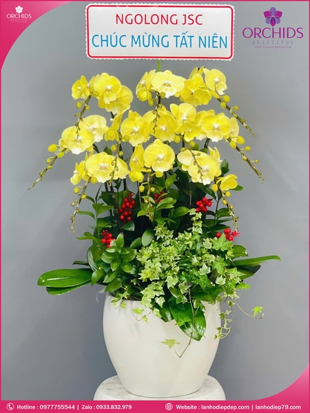 Chau-hoa-lan-ho-điep-vang-10-canh-v521