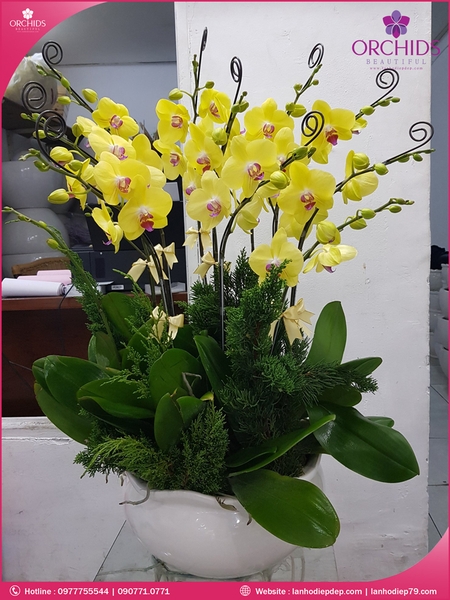chau-hoa-lan-ho-diep-vang-10-canh-v68