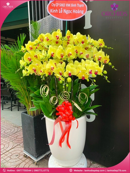 Chau-hoa-lan-ho-diep-vang-15-canh-v344