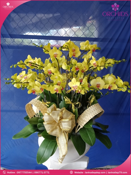 chau-hoa-lan-ho-diep-vang-15-canh-v76