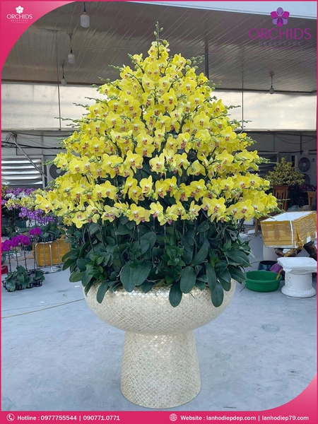 Chau-hoa-lan-ho-diep-vang-150-canh-v467